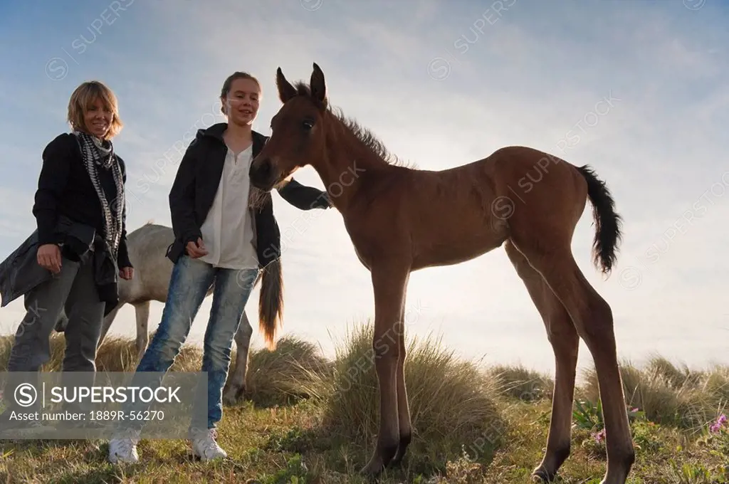 tarifa, cadiz, andalusia, spain, a girl pets a foal while standing with her mother