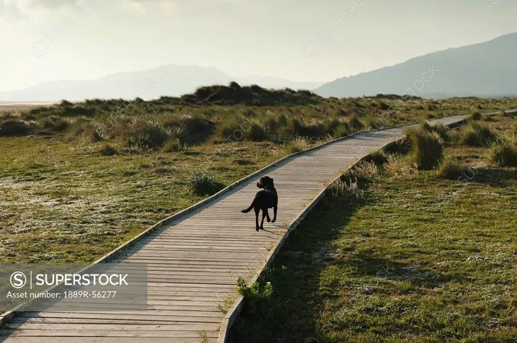 tarifa, cadiz, andalusia, spain, a dog walking down a boardwalk in costa de la luz