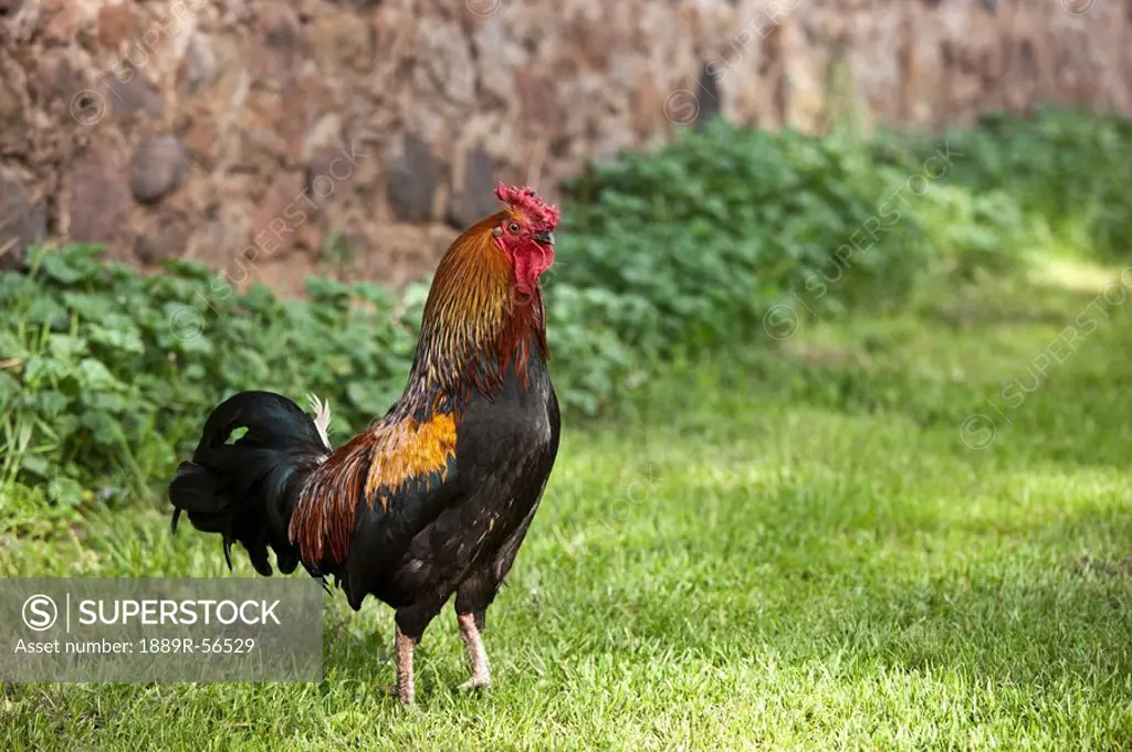 a rooster, northumberland, england