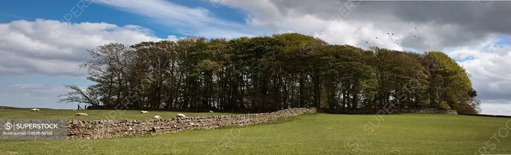 a stone wall leading to an area of trees in a field, northumberland, england