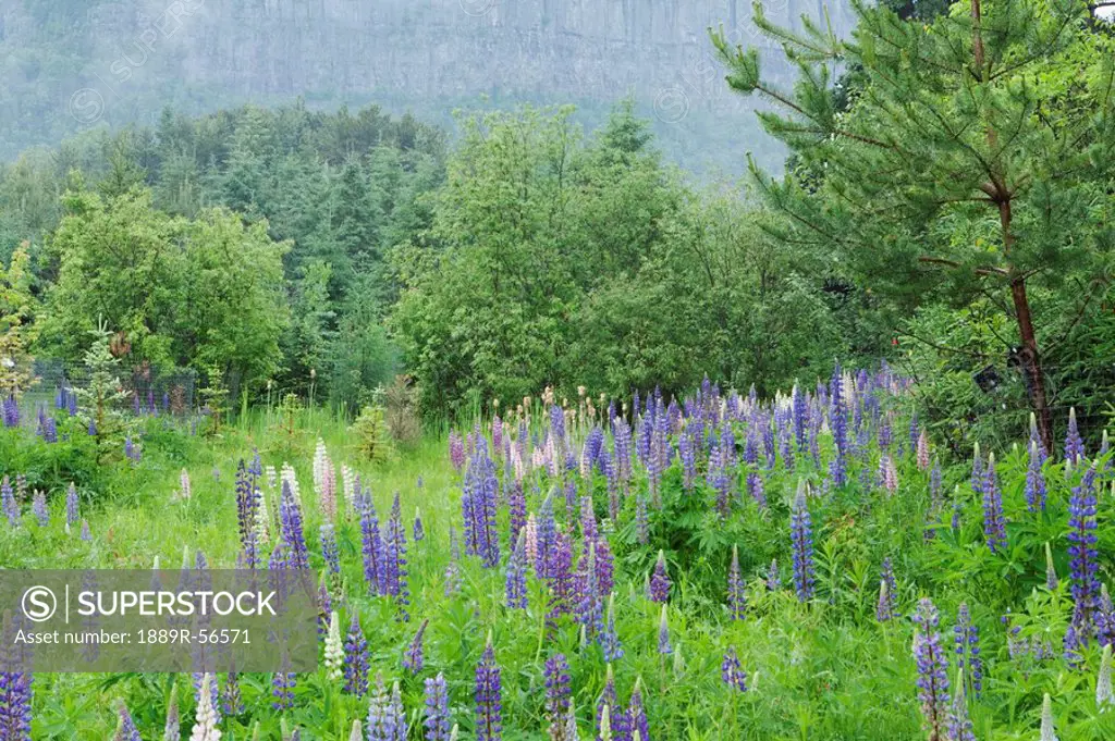 purple lupines, thunder bay, ontario, canada