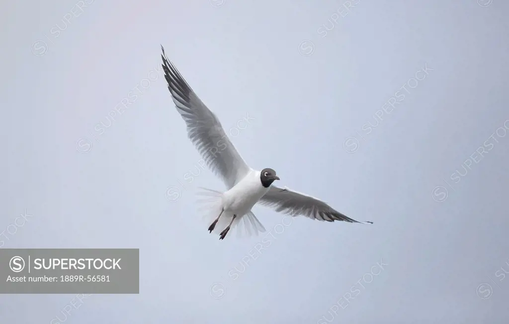 a bird in flight, amble, northumberland, england
