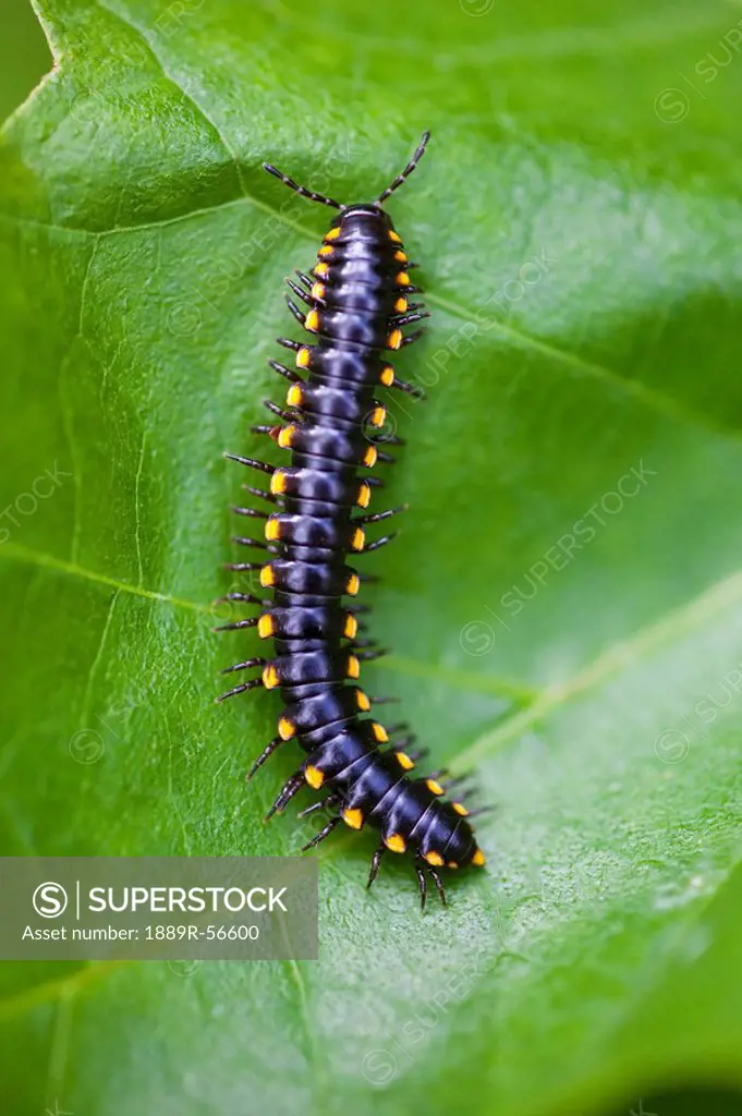 a centipede on a leaf in columbia river gorge national scenic area, oregon, united states of america