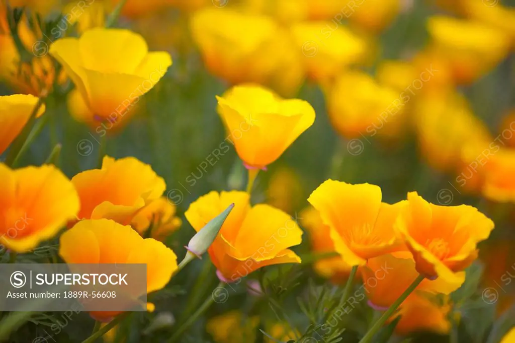 yellow poppies in a field in columbia river gorge national scenic area, oregon, united states of america