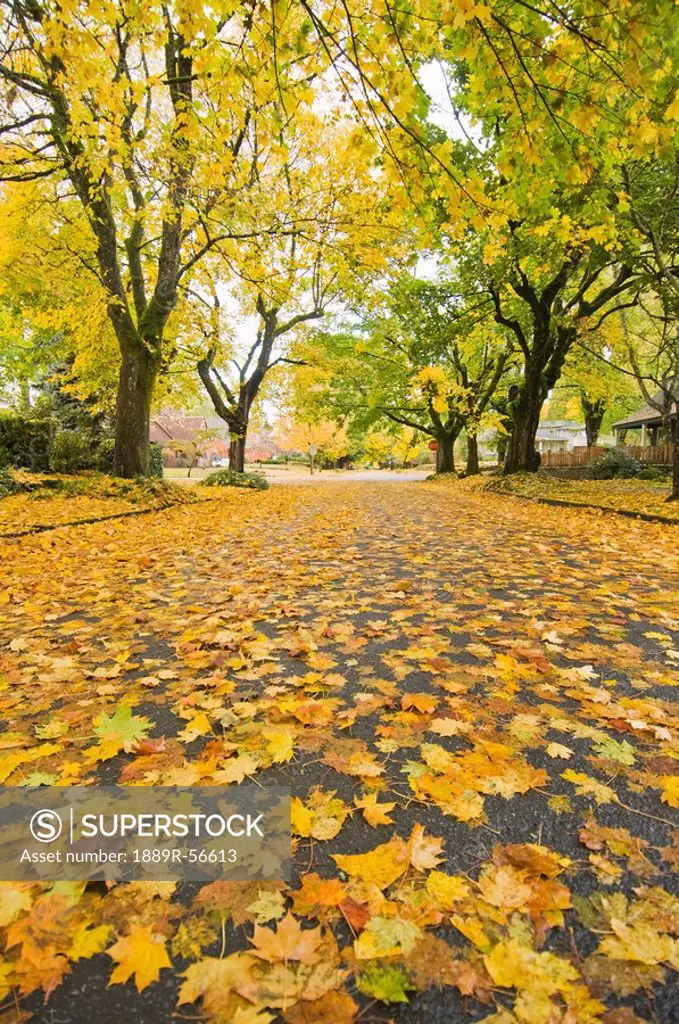 eastmoreland neighborhood in autumn, portland, oregon, united states of america