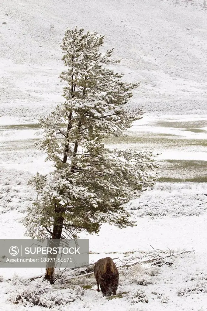 a buffalo alone in a winter landscape in lamar valley in yellowstone national park, wyoming, united states of america