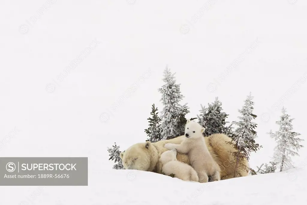 polar bear ursus maritimus mother and her cubs playing in the snow in wapusk national park, churchill, manitoba, canada