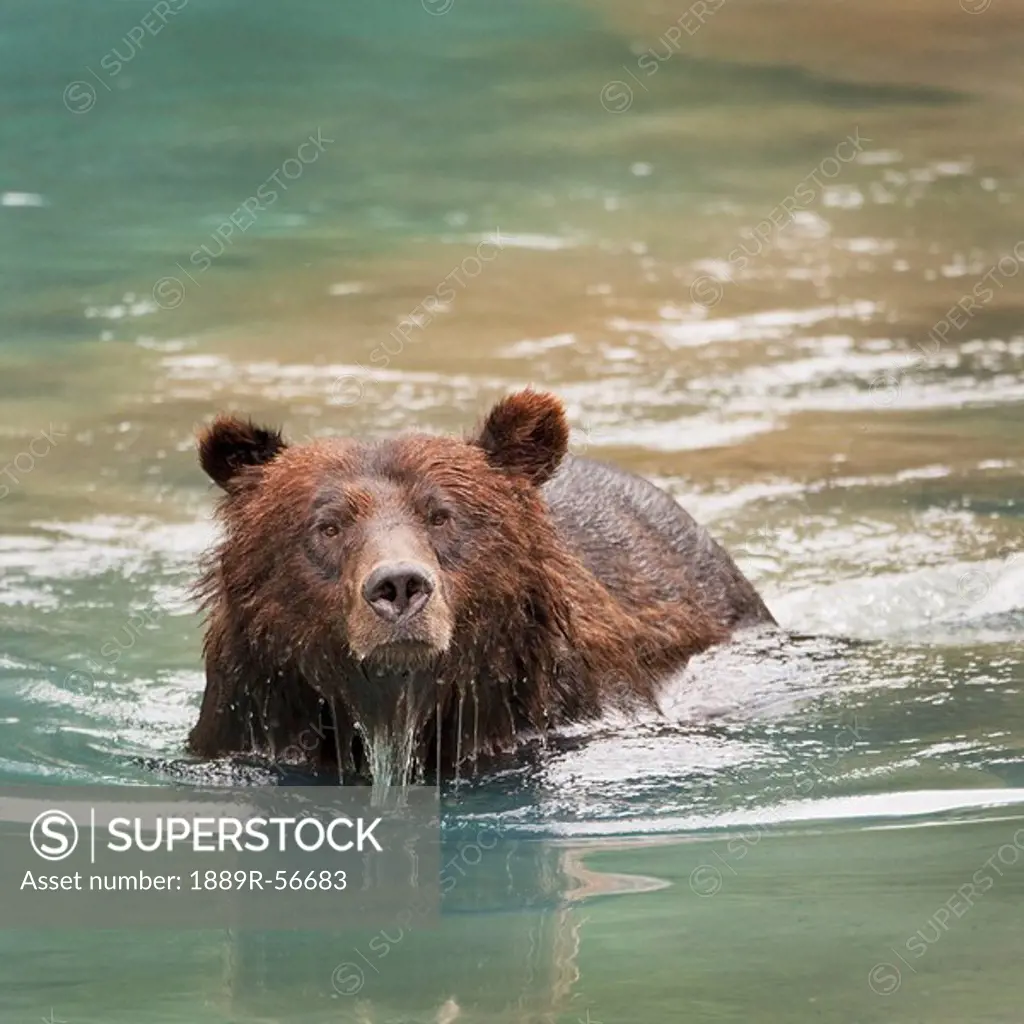 grizzly bear ursus arctos horribilis swimming, hyder, alaska, united states of america