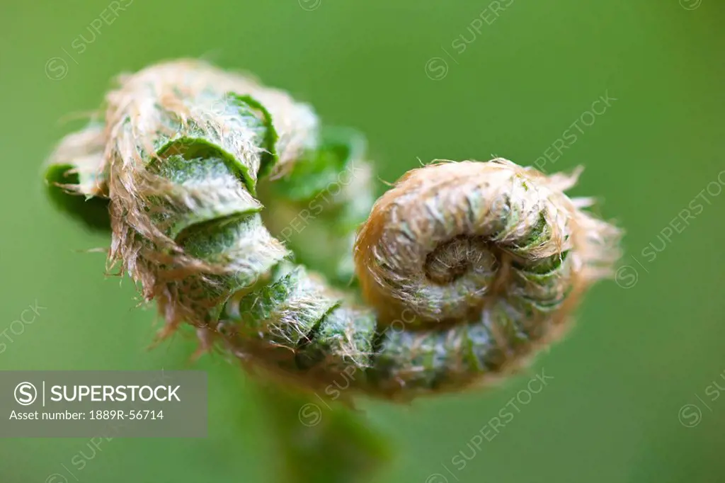 oregon, united states of america, a new fern branch in spring on mount hood in the oregon cascades