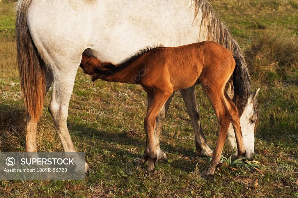 tarifa, cadiz, andalusia, spain, a foal drinks milk from it´s mother