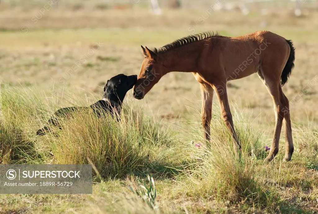 tarifa, cadiz, andalusia, spain, a dog and a foal greet each other