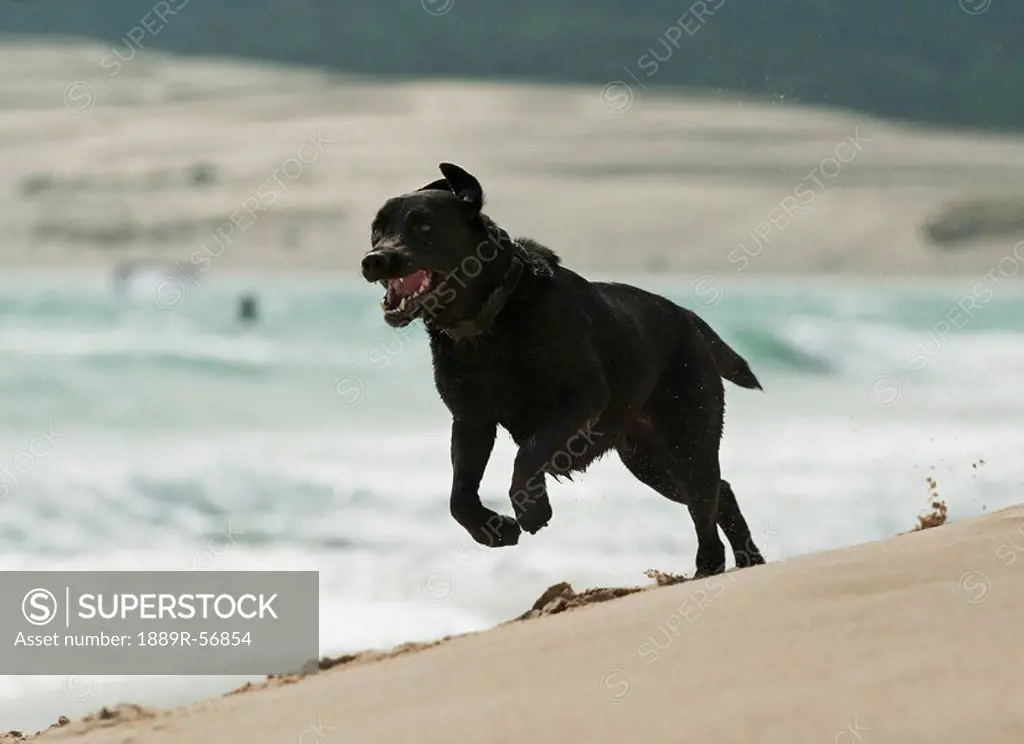 tarifa, cadiz, andalusia, spain, a dog running on punta paloma beach