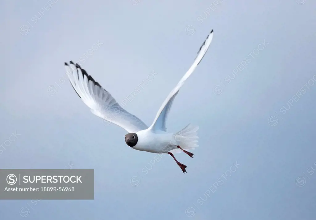 a bird in flight, amble, northumberland, england