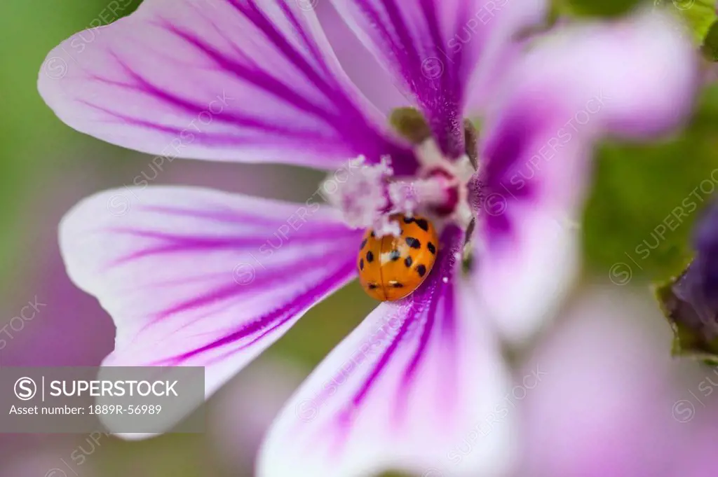 ladybug on a wildflower in columbia river gorge national scenic area, oregon, united states of america