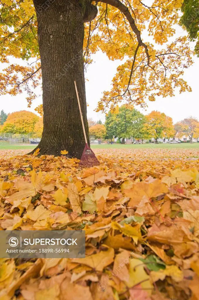 autumn leaves and a rake leaning against a tree, portland, oregon, united states of america