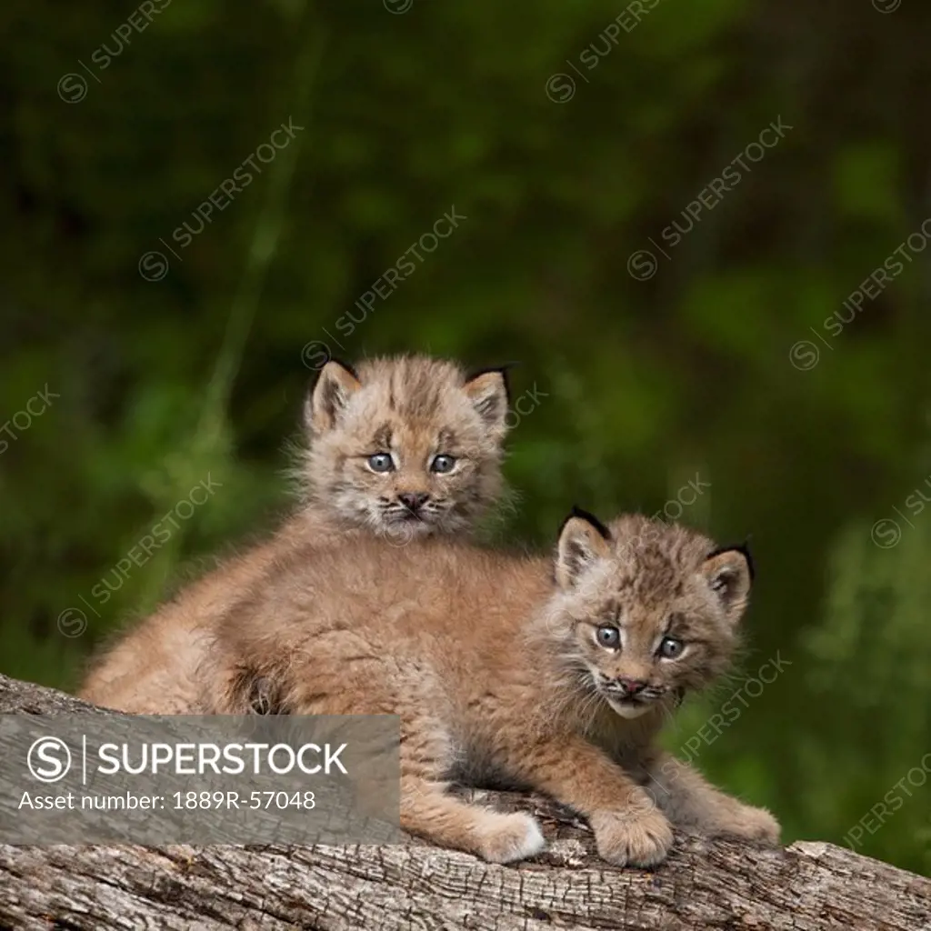 two canada lynx lynx canadensis kittens playing on a log, canmore, alberta, canada