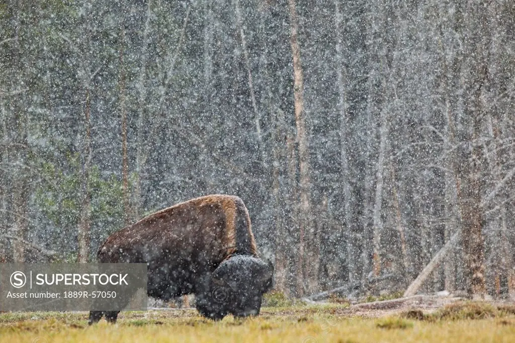 a buffalo in lamar valley in yellowstone national park, wyoming, united states of america