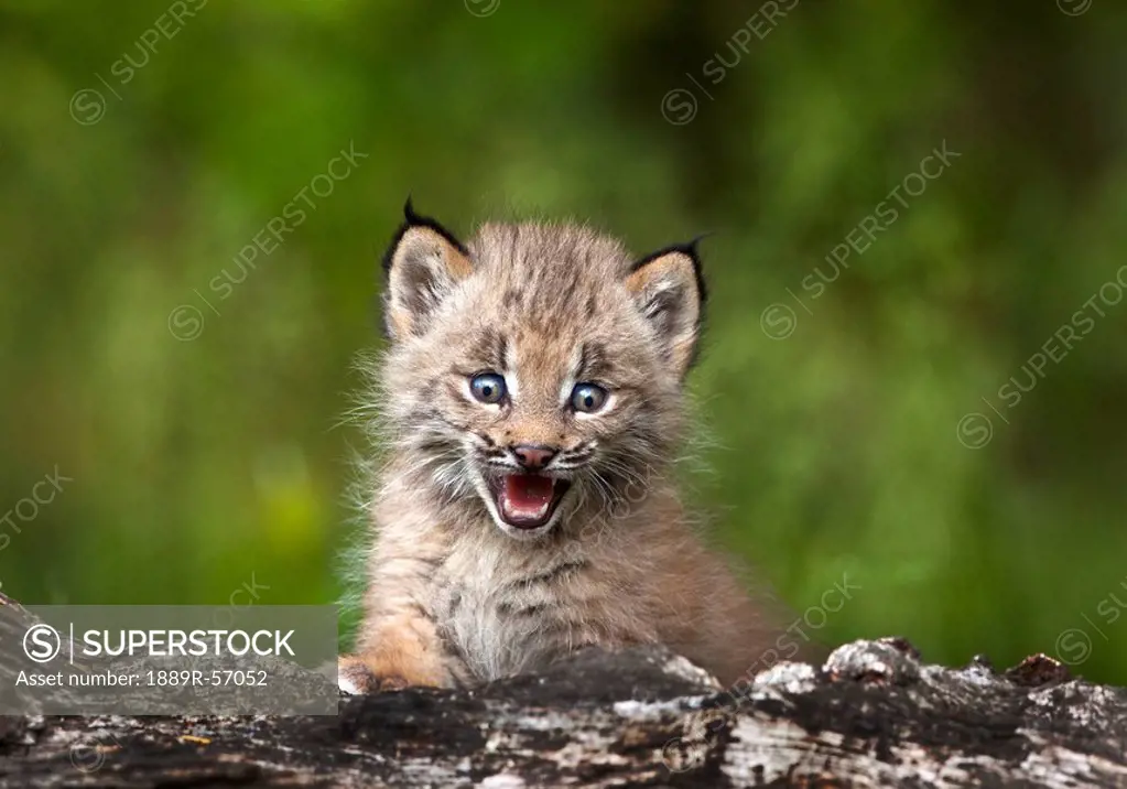 baby lynx lynx canadensis looking over a fallen tree, canmore, alberta, canada