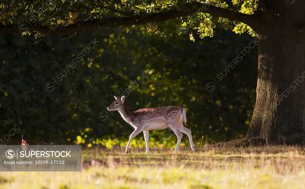 a deer cervidae walking across the grass, north yorkshire, england