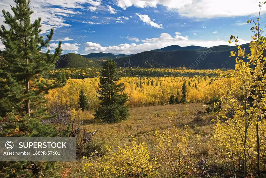 autumn colors in the rocky mountains, bragg creek, alberta, canada