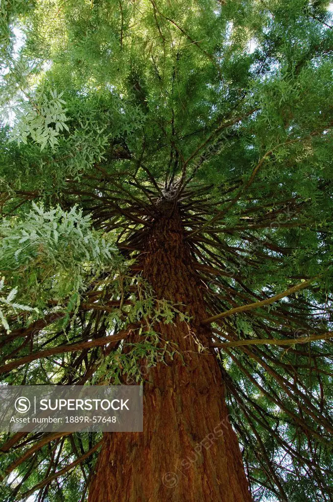 a giant sequoia redwood tree, victoria, british columbia, canada