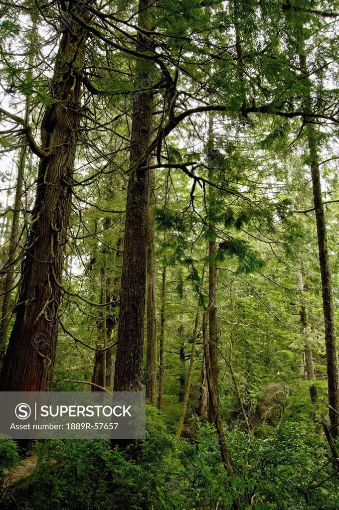 giant sequoia redwood trees in a lush, green forest, tofino, british columbia, canada