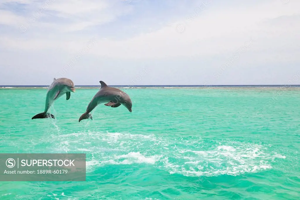 Roatan, Bay Islands, Honduras, Bottlenose Dolphins Tursiops Truncatus At Anthony´s Key Resort In The Caribbean Sea
