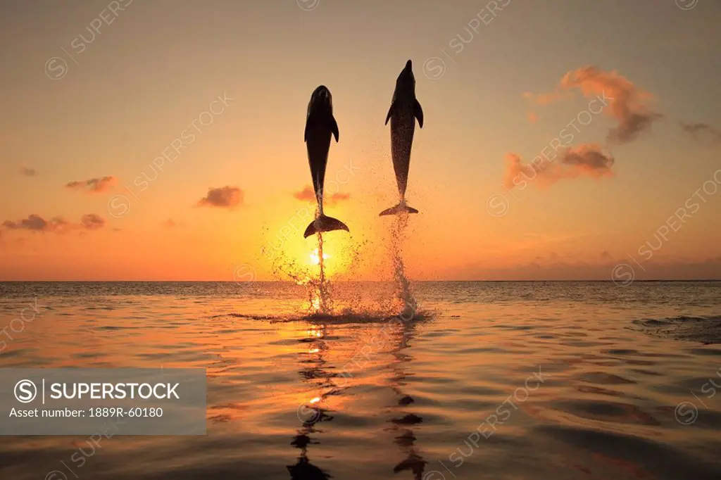 Roatan, Bay Islands, Honduras, Bottlenose Dolphins Tursiops Truncatus Jumping In The Caribbean Sea At Sunset