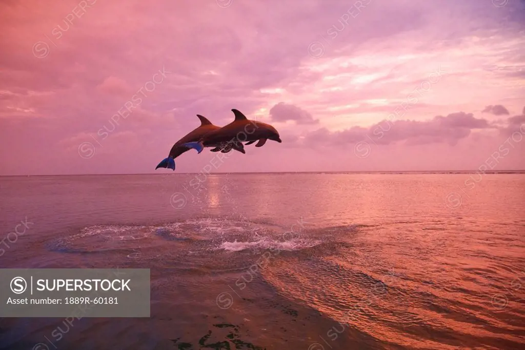 Roatan, Bay Islands, Honduras, Bottlenose Dolphins Tursiops Truncatus Jumping Together At Sunset In The Caribbean Sea