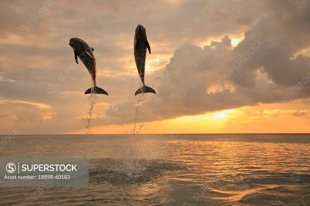 Roatan, Bay Islands, Honduras, Bottlenose Dolphins Tursiops Truncatus Jumping Together At Sunset In The Caribbean Sea