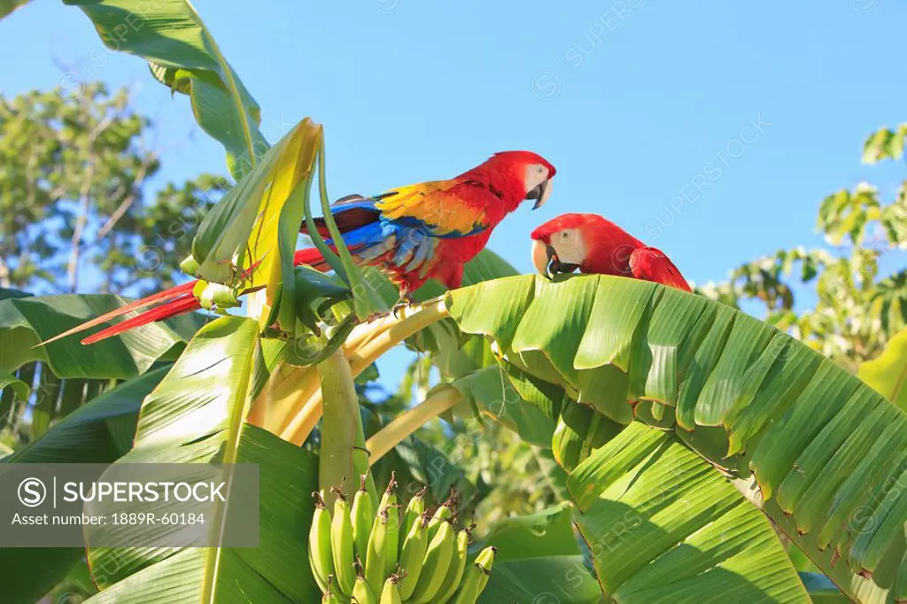 Coxen Hole, Bay Islands, Honduras, Scarlet Macaws Ara Macao On A Banana Tree In The Rehab Centre And Forest Preserve On Mango Key