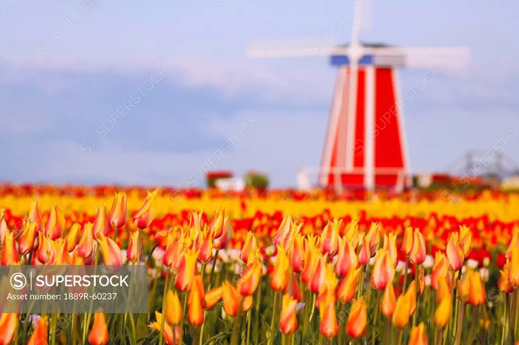 Woodburn, Oregon, United States Of America, A Field Of Tulips And A Windmill At Wooden Shoe Tulip Farm