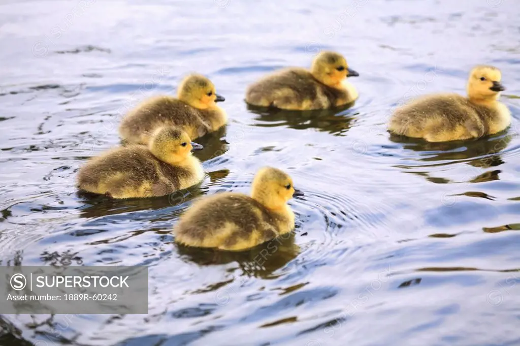 Five Goslings In The Water