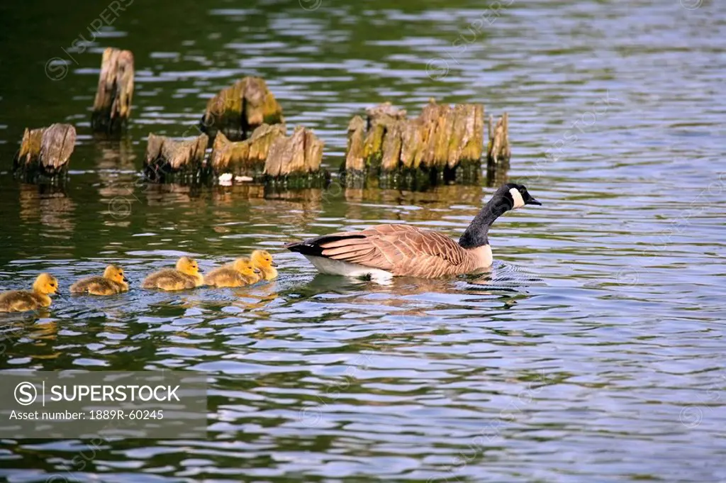 Five Goslings Following The Mother Goose