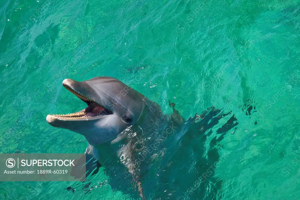 Roatan, Bay Islands, Honduras, Bottlenose Dolphin Tursiops Truncatus At Anthony´s Key Resort