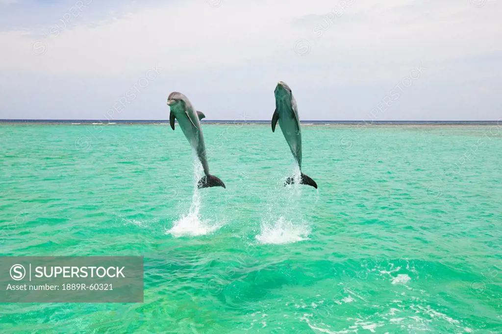Roatan, Bay Islands, Honduras, Two Bottlenose Dolphins Tursiops Truncatus Jumping Out Of The Water At Anthony´s Key Resort