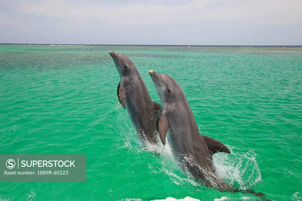 Roatan, Bay Islands, Honduras, Two Bottlenose Dolphins Tursiops Truncatus Jumping Out Of The Water At Anthony´s Key Resort
