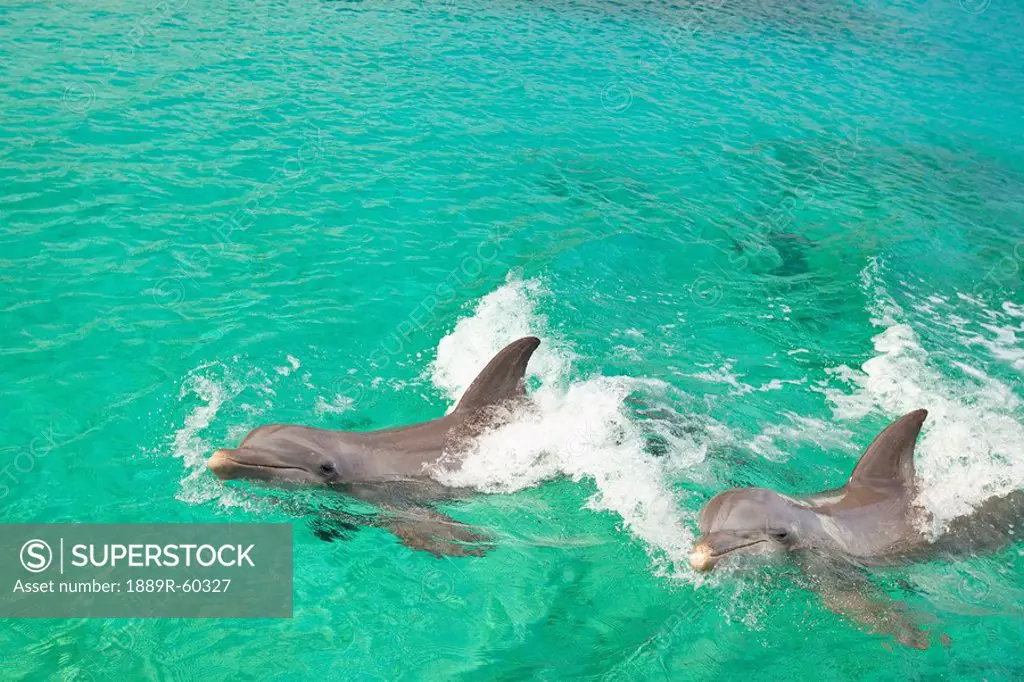 Roatan, Bay Islands, Honduras, Two Bottlenose Dolphins Tursiops Truncatus Swimming In The Water At Anthony´s Key Resort