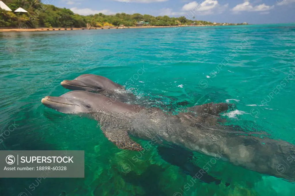 Roatan, Bay Islands, Honduras, A Bottlenose Dolphin Tursiops Truncatus Swimming In The Water At Anthony´s Key Resort