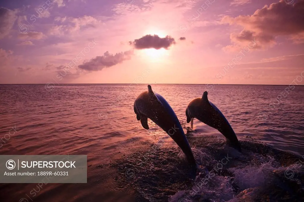 Roatan, Bay Islands, Honduras, Two Bottlenose Dolphins Tursiops Truncatus Jumping Out Of The Water At Anthony´s Key Resort At Sunset