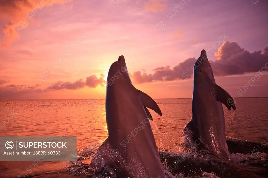 Roatan, Bay Islands, Honduras, Two Bottlenose Dolphins Tursiops Truncatus Jumping Out Of The Water At Anthony´s Key Resort At Sunset