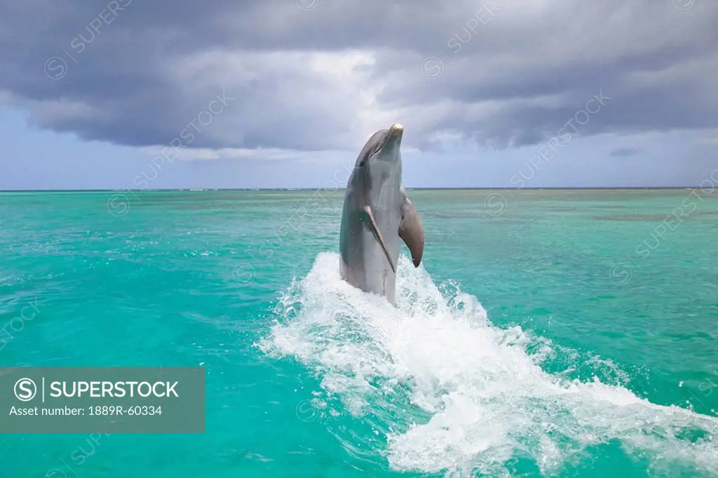 Roatan, Bay Islands, Honduras, A Bottlenose Dolphin Tursiops Truncatus Jumping Out Of The Water At Anthony´s Key Resort