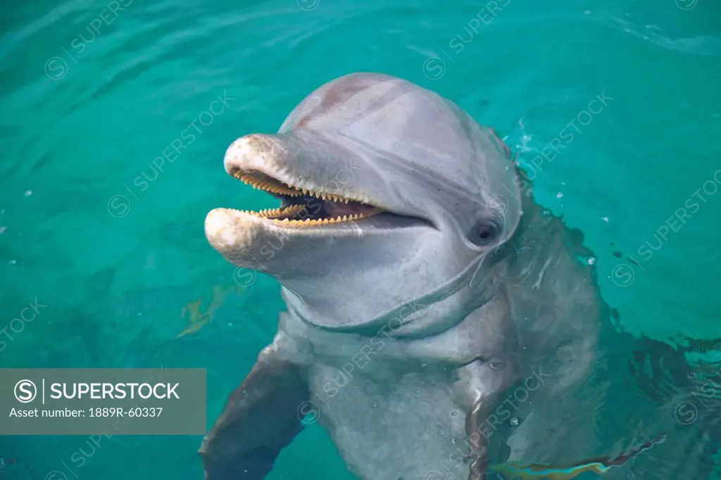Roatan, Bay Islands, Honduras, A Bottlenose Dolphin Tursiops Truncatus In The Water At Anthony´s Key Resort