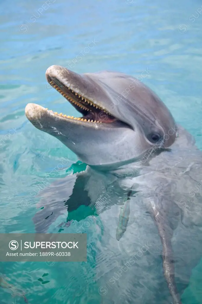 Roatan, Bay Islands, Honduras, A Bottlenose Dolphin Tursiops Truncatus In The Water At Anthony´s Key Resort