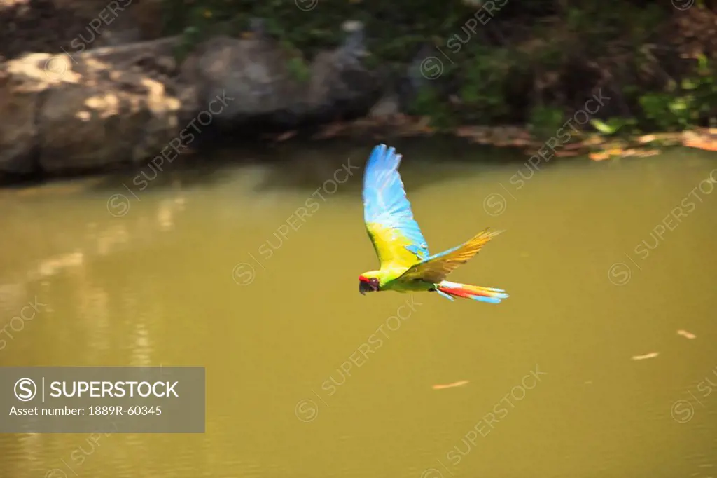 Roatan, Bay Islands, Honduras, Green Macaw Ara Chloropterus In Flight In The Forest Preserve