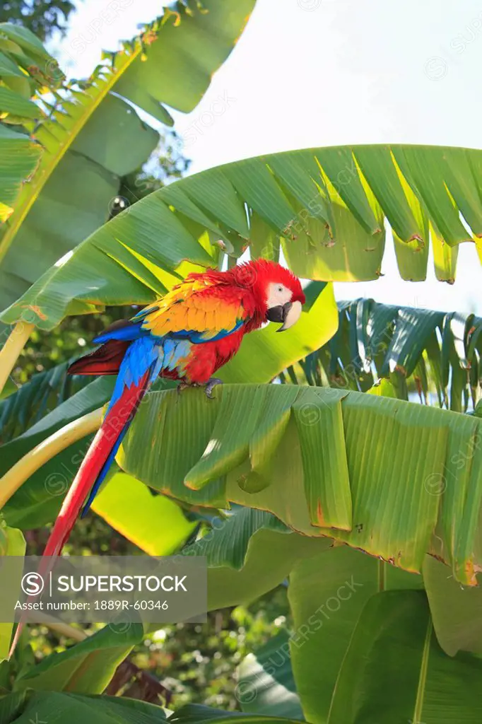 Roatan, Bay Islands, Honduras, A Scarlet Macaw Ara Macao In The Rehab Center & Forest Preserve On Mango Key Across From Coxen Hole