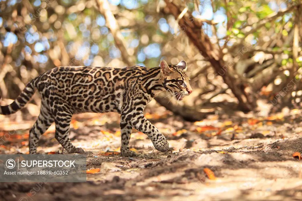 Roatan, Bay Islands, Honduras, Endangered Species Jaguar Panthera Onca In The Rehab Center & Forest Preserve On Mango Key Across From Coxen Hole