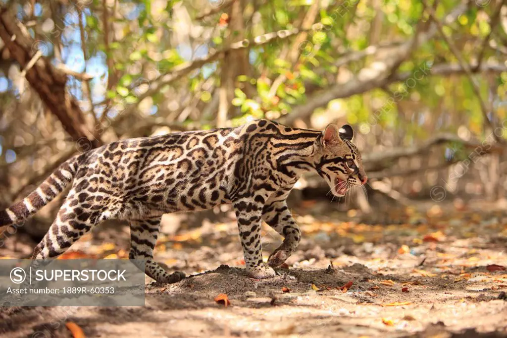 Roatan, Bay Islands, Honduras, Endangered Species Jaguar Panthera Onca In The Rehab Center & Forest Preserve On Mango Key Across From Coxen Hole
