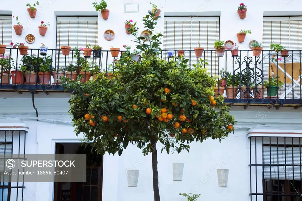 Vejer De La Frontera, Andalusia, Spain, A Fruit Tree In Front Of A White House