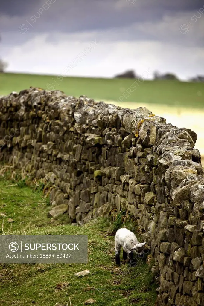 Northumberland, England, A Lamb Walking Along A Stone Wall
